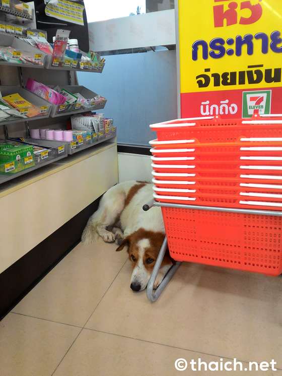 コンビニ店内で涼む犬を全員無視 笑 タイランドハイパーリンクス Thai Hyper