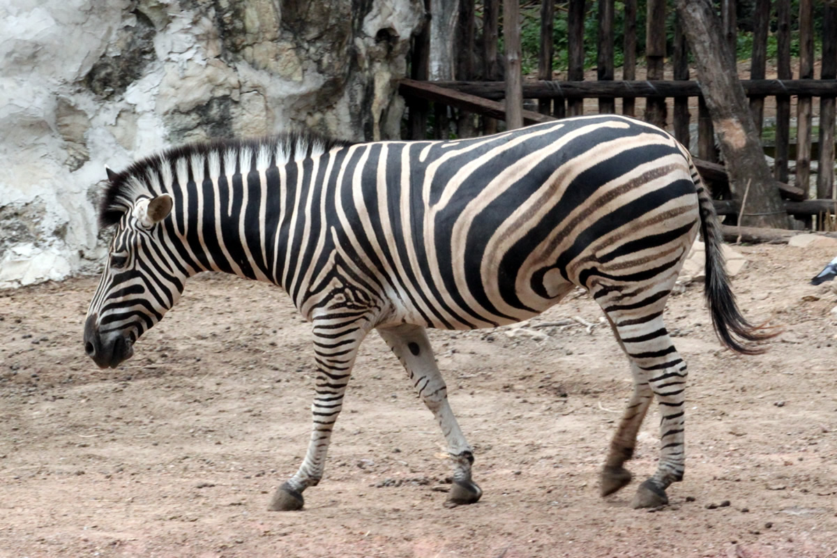 シマウマ＠ドゥシット動物園
