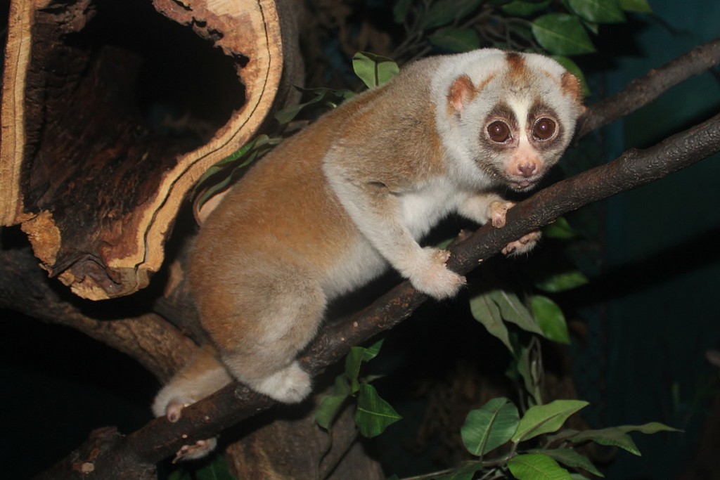 ベンガルスローロリス Bengal Slow Loris