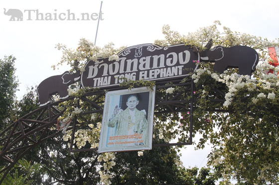 タイトンエレファント