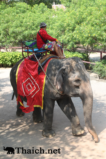 タイトンエレファント