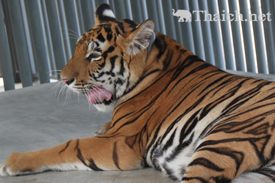 タイトンエレファント