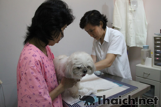 バンコクで犬や猫の鍼治療をする