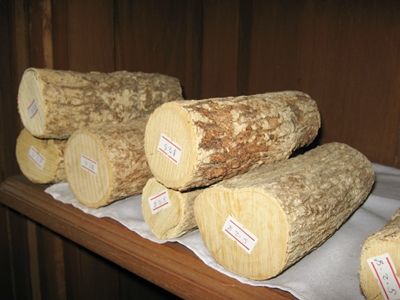 ジジイ梅ミャンマー通信｜タイランドハイパーリンクス