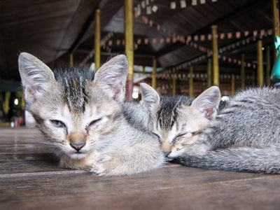 ミャンマー情報