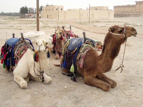 ジジイ梅のワールド通信 