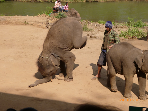 象芸に「象格」を見た！ チェンマイでエレファントキャンプツアーに申し込んでみた！その5