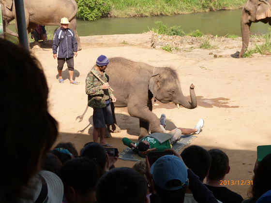 象芸に「象格」を見た! チェンマイでエレファントキャンプツアーに申し込んでみた!その5