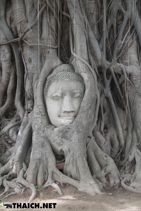 アユタヤ・ワットマハタートの木の根に埋もれた仏頭と頭のない仏像