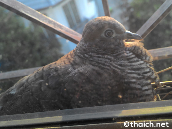 新年初卵!部屋の窓に鳥が産卵