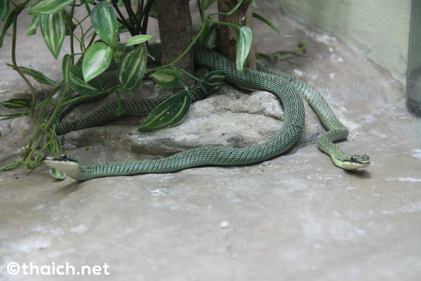 「スネークファーム」で大蛇と触れ合う