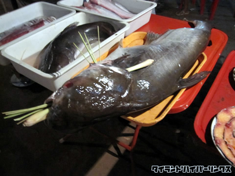 メコン川の大ナマズ