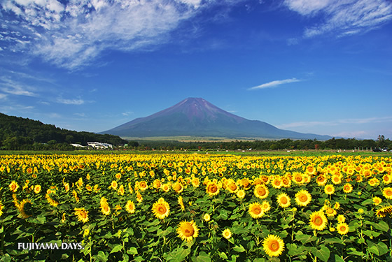 2014年上半期に日本を訪れたタイ人観光客は33万600人で前年比63.8%増 2014年上半期に日本を訪れたタイ人観光客は33万600人で前年比63.8%増