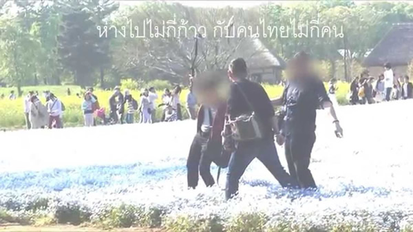 タイ人観光客が国営ひたち海浜公園で花畑を踏みつぶす動画にタイ人怒る