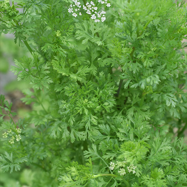 『夏に食べたくなるタイ料理がダイエットや美容にもおすすめの3つの理由』をmicrodiet.netが公開