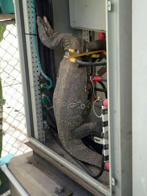 タイの住宅街が停電、その原因はオオトカゲ タイの住宅街が停電、その原因はオオトカゲ