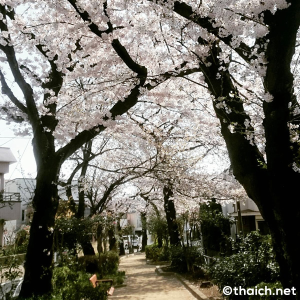 タイ人の日本への好感度は9割超が良好！知っている日本人は「安倍晋三」「蒼井そら」「金城武」「中田英寿」「深田恭子」