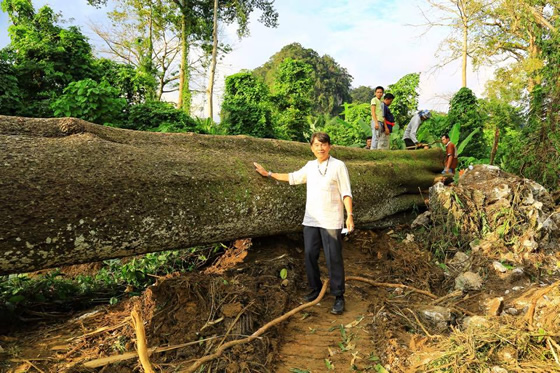 タイ・クラビで樹齢143年の大木を日本人が伐採し非難殺到！「これは芸術だ！」