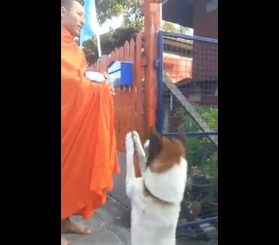 お坊さんにワイ（合掌）するタイの犬が可愛すぎる
