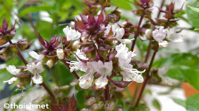 ホーラパーの花