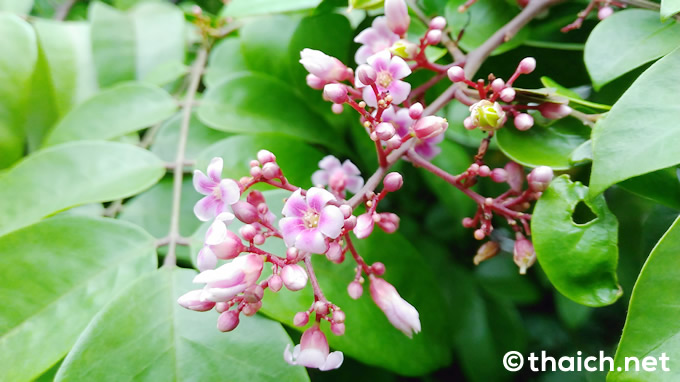 小さいピンク色のスターフルーツの花