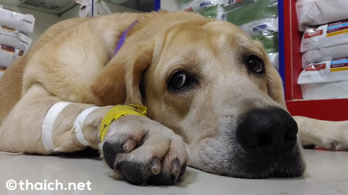 RAJPATTANA PET HOSPOTAL