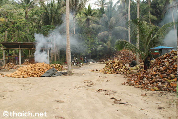 パンガン島の山の中で、椰子の実割りの人々に出会った