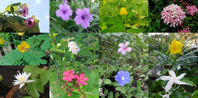 サムイ島で見る色とりどりの南国タイの花