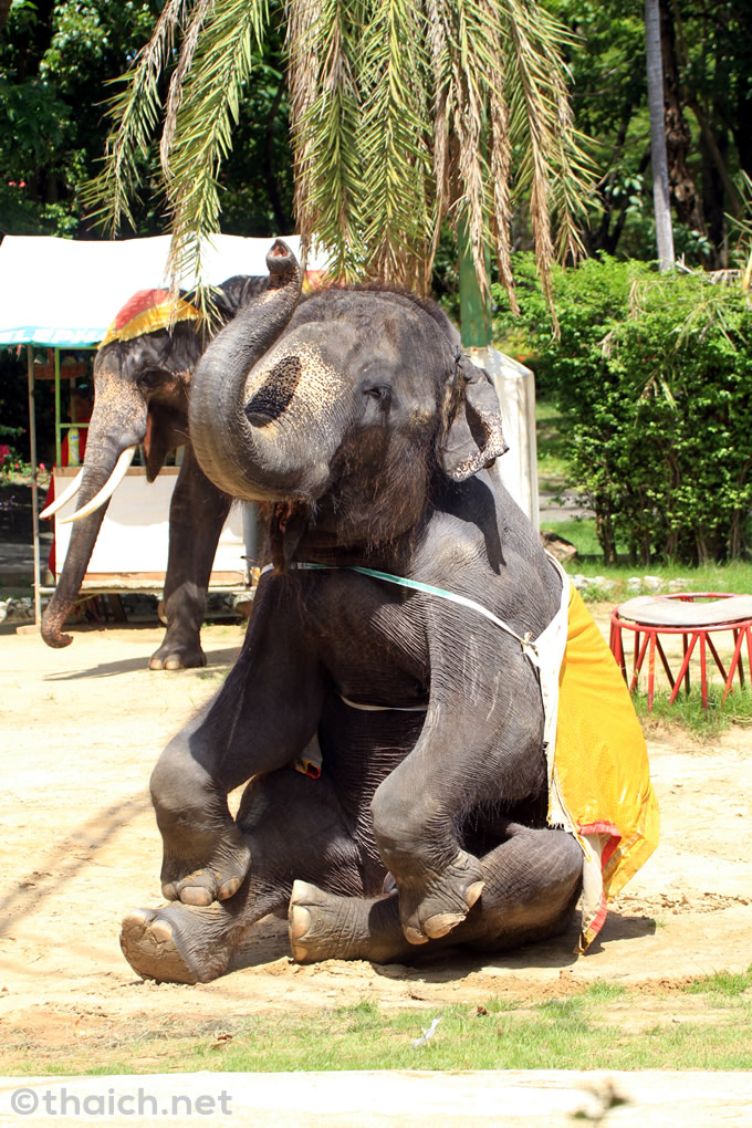 タイに生息する野生動物は？