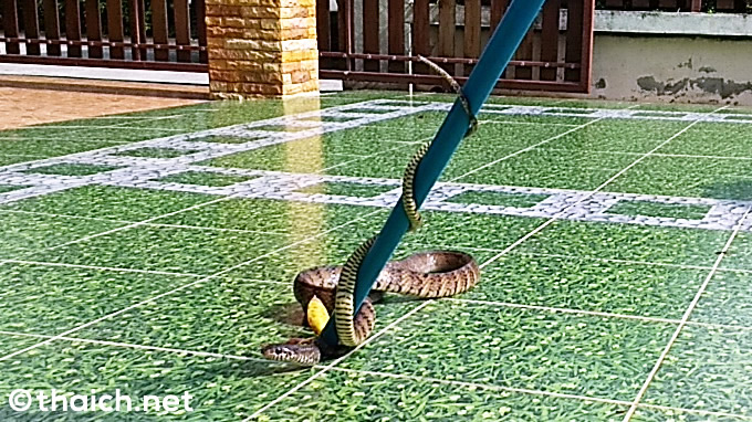 タイ・バンセーンの住宅に２メートル級の大蛇が出現！捕獲の瞬間を捉えた！（動画あり）