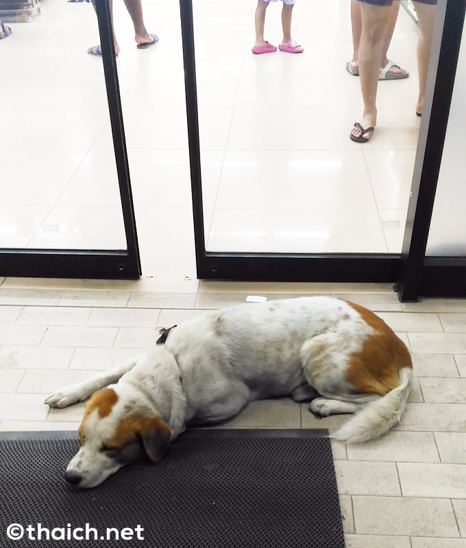 服喪中の自動ドア前で涼むセブンイレブン犬 服喪中の自動ドア前で涼むセブンイレブン犬