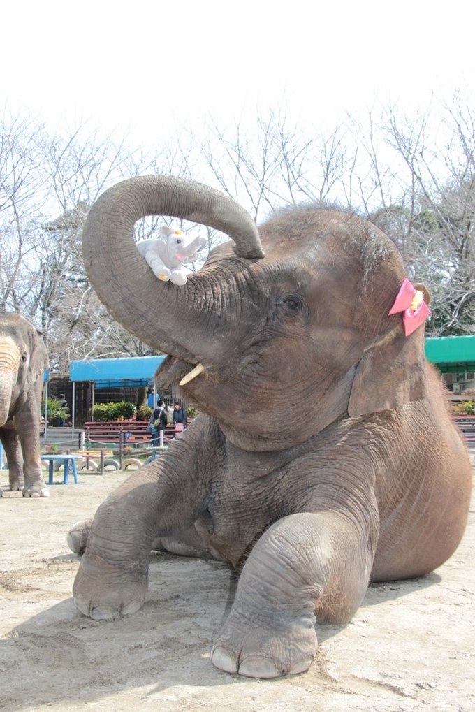 タイの象は日本のどの動物園にいますか？