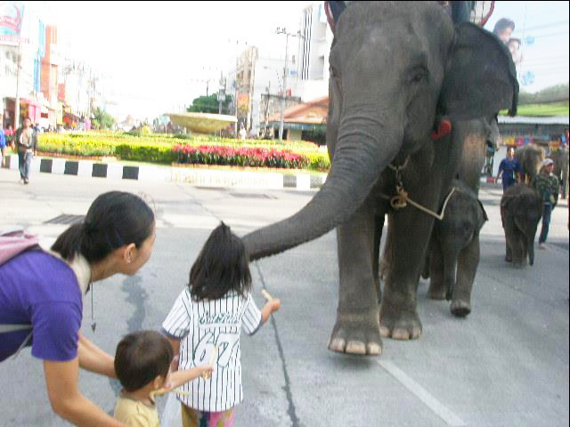 タイにお祭りは数あれど、私のイチオシは何と言っても「スリンの象祭り」！