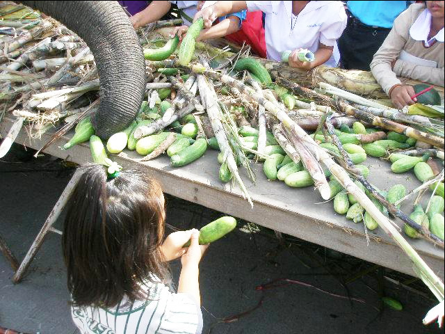 タイにお祭りは数あれど、私のイチオシは何と言っても「スリンの象祭り」！