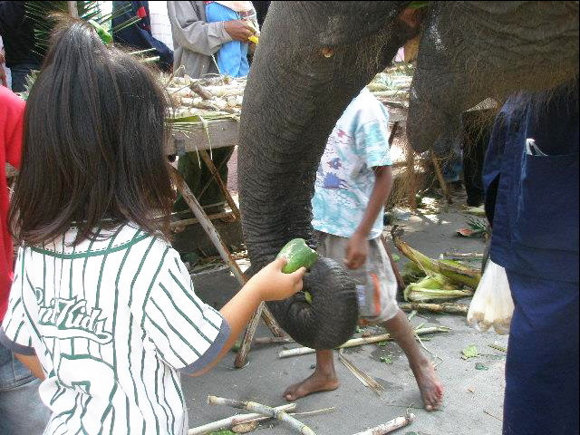 タイにお祭りは数あれど、私のイチオシは何と言っても「スリンの象祭り」！