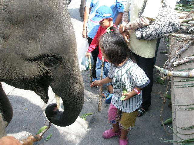 タイにお祭りは数あれど、私のイチオシは何と言っても「スリンの象祭り」！