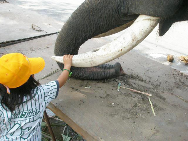 タイにお祭りは数あれど、私のイチオシは何と言っても「スリンの象祭り」！