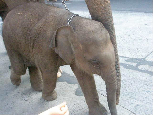 タイにお祭りは数あれど、私のイチオシは何と言っても「スリンの象祭り」！