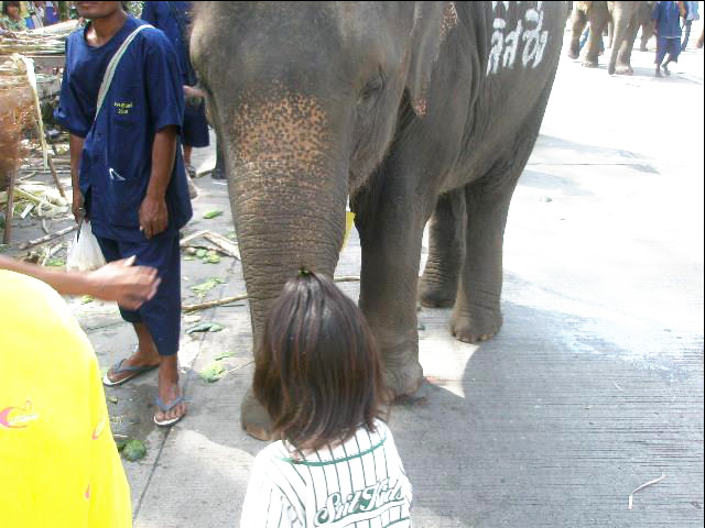 タイにお祭りは数あれど、私のイチオシは何と言っても「スリンの象祭り」！