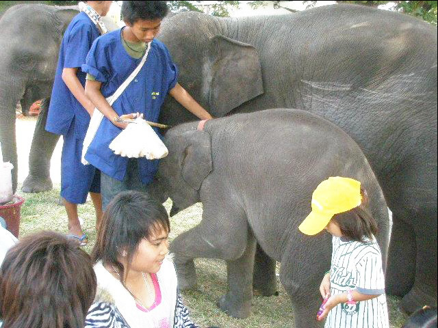 タイにお祭りは数あれど、私のイチオシは何と言っても「スリンの象祭り」！