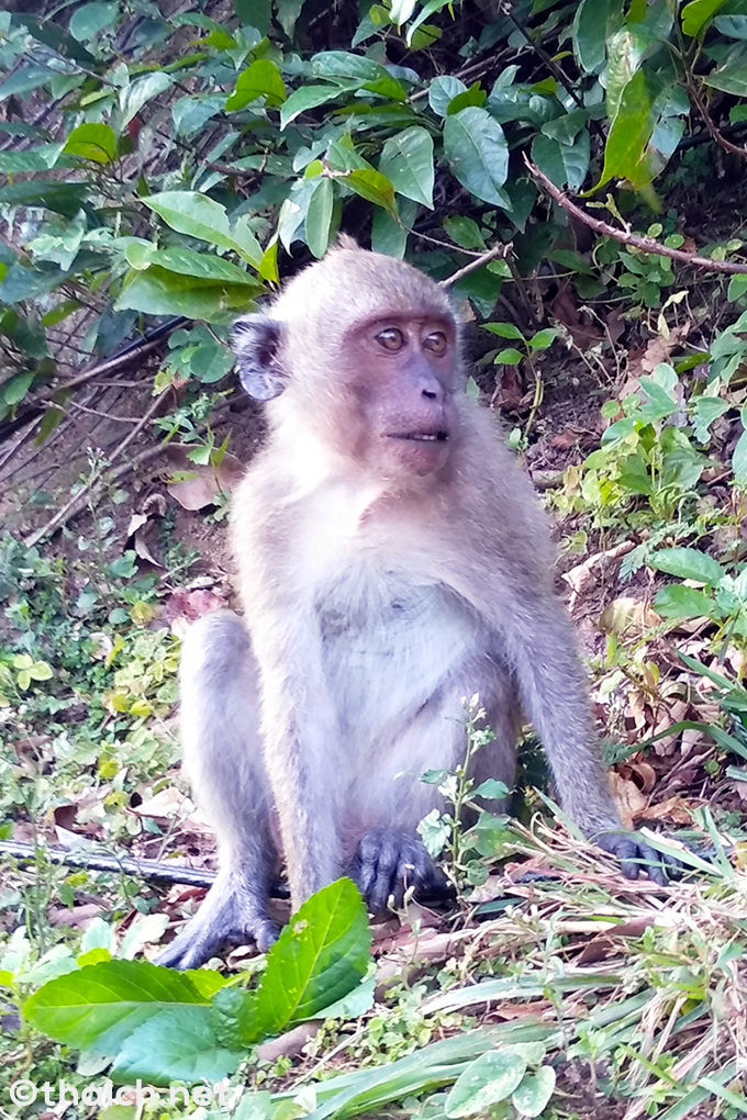 パタヤでドリアンや卵を盗んだ猿を捕獲（動画あり）