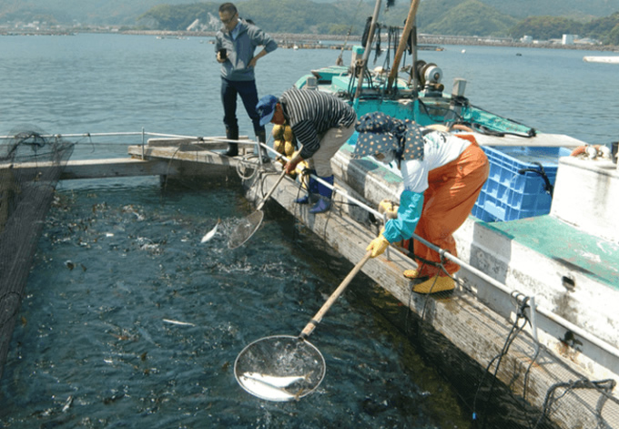 宮崎県のブランド魚「ひむか本サバ」をタイへ輸出