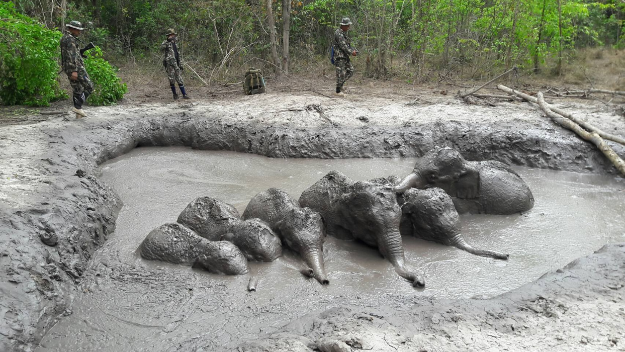 タイでゾウの赤ちゃん6頭を泥沼から救出（動画あり）