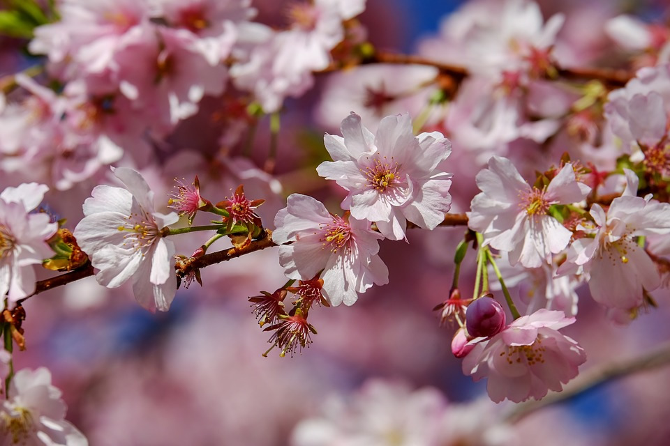 タイ正月休暇に合わせて日本へ桜を見に行くタイ人