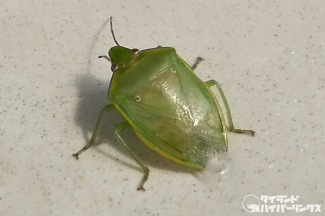 カメムシ現る！パクチーの匂いと同じらしい・・・