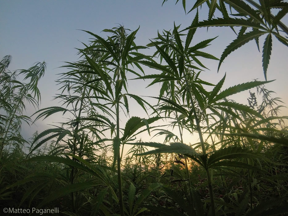 タイ東北ブリラムで大麻祭り（動画あり）