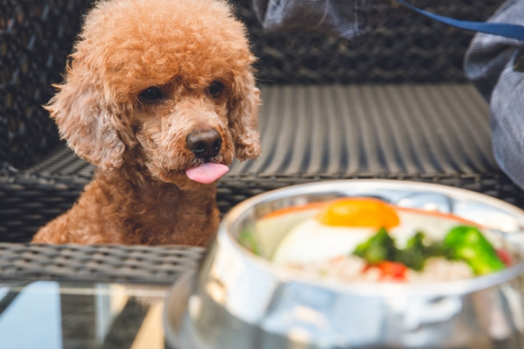 犬専用タイ料理「ガパオ」がメニューに登場！Monsoon Cafeで