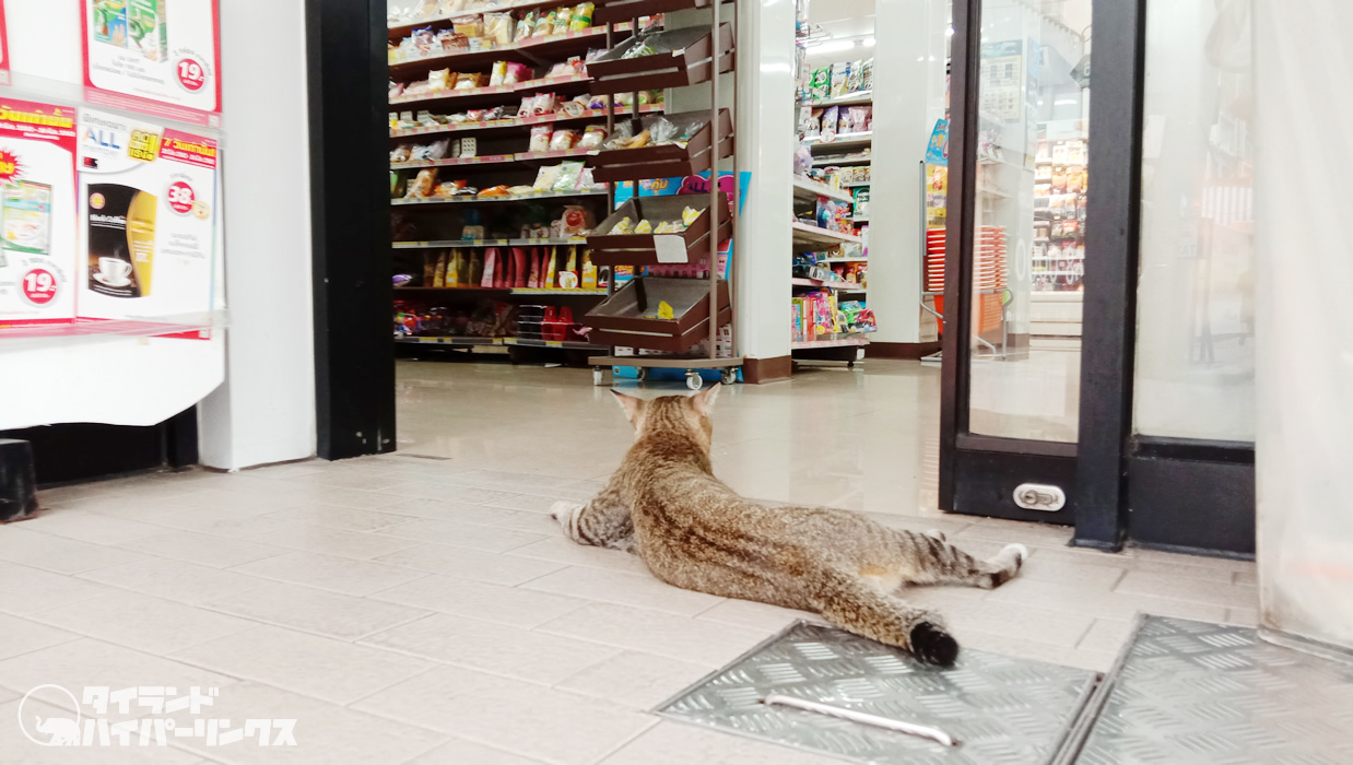 コンビニの 入り口前で 涼む猫～バンコクの街角の風景