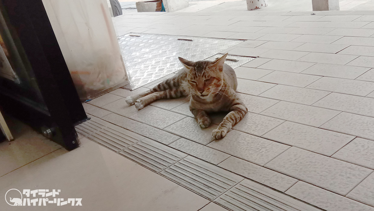 コンビニの 入り口前で 涼む猫～バンコクの街角の風景