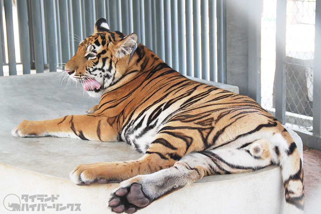 「捨てられたプーケット動物園」投稿で外国人ら4人逮捕